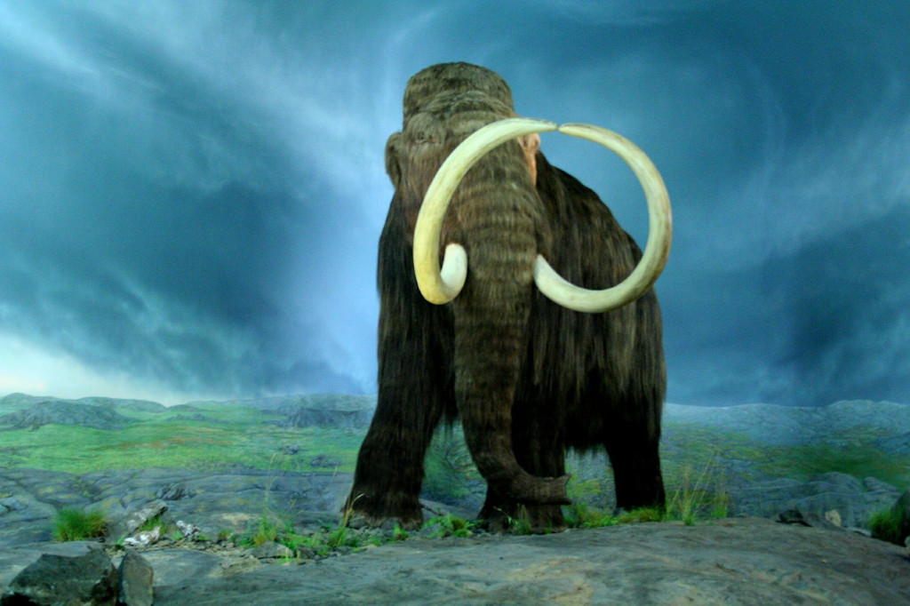 wooly mammoth