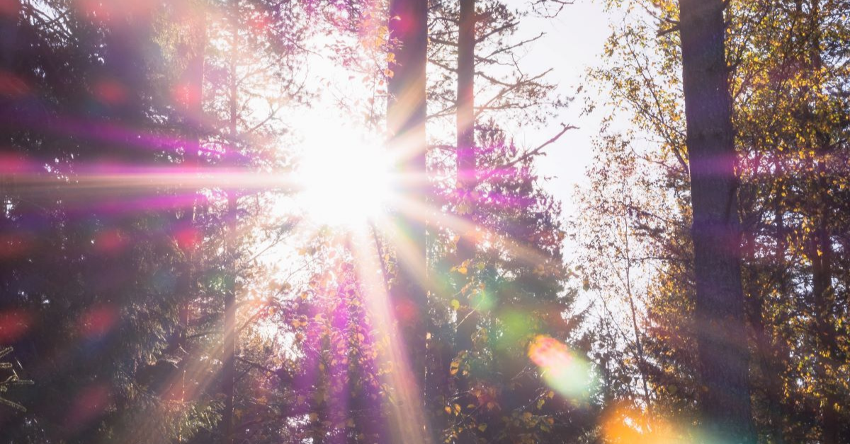 Sun shining through a forest can be used to power your RV by getting solar panels as a gift.