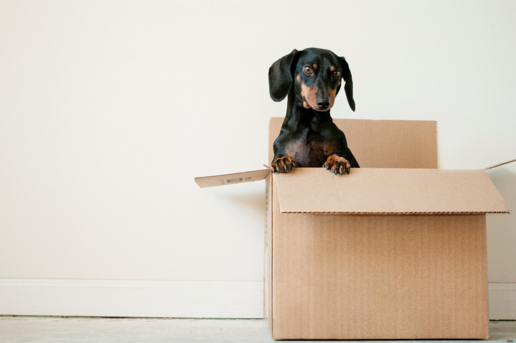 Dog in packing box ready for RV adventure.